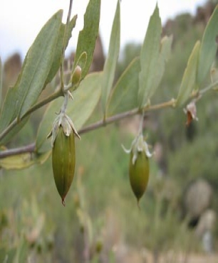 Jojoba oil