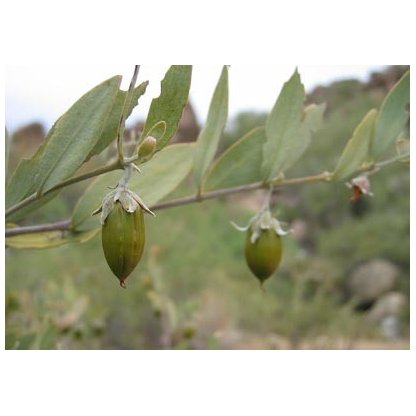 Jojoba oil