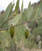 Jojoba oil