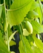 Organic Neem oil