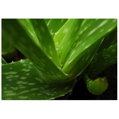 Organic Aloe gel