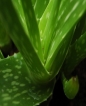 Organic Aloe gel