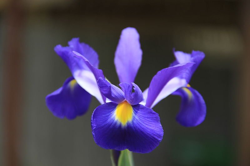 FLOREALPES : Iris albicans / Iris blanc / Iridaceae / Fiche détaillée  Fleurs des Hautes-Alpes