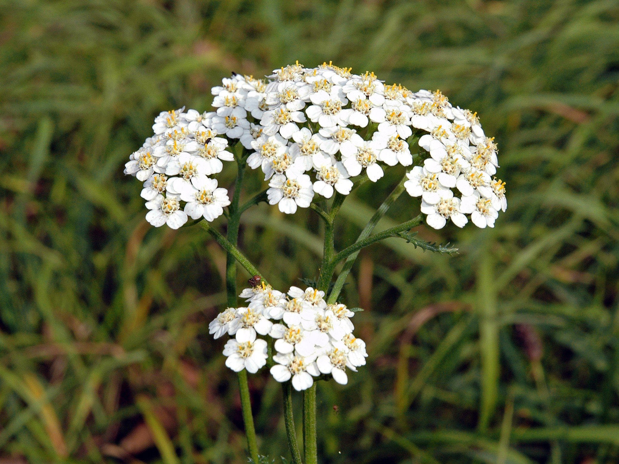 Yarrow