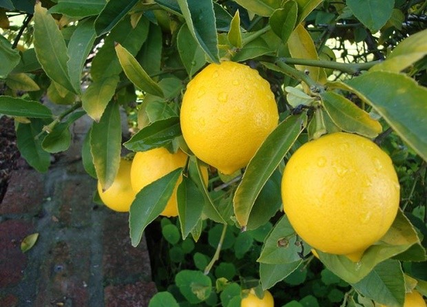 Lemon