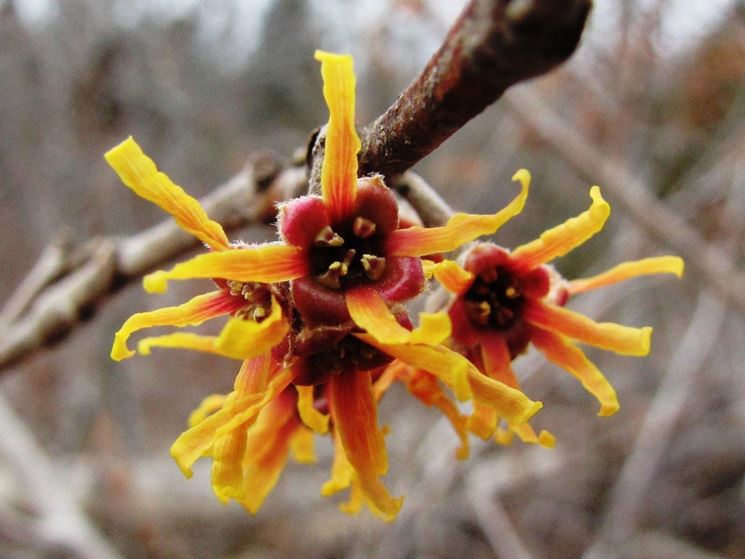 Witch hazel