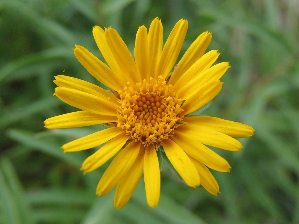 Arnica