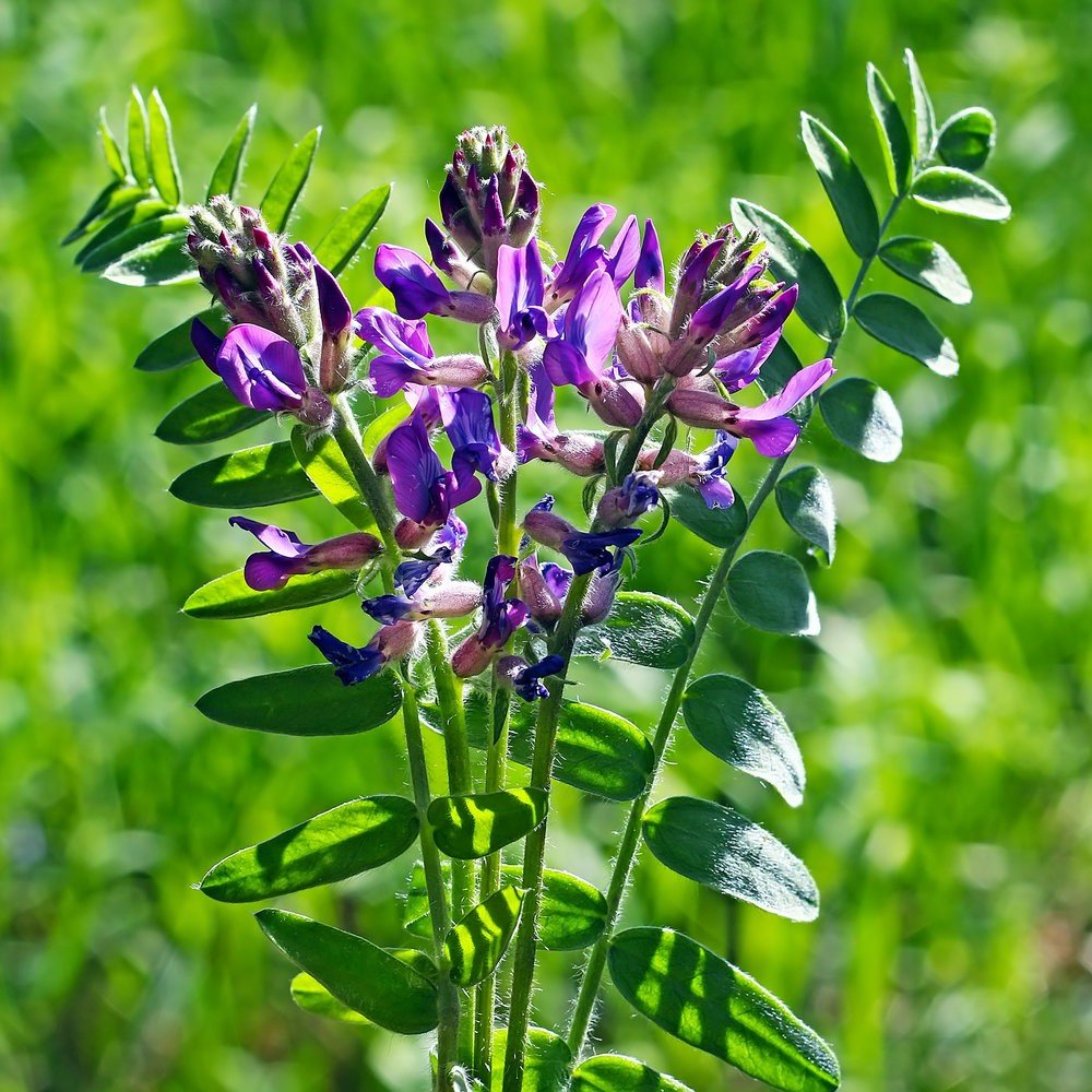 Astragalus