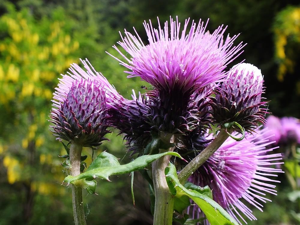 Burdock