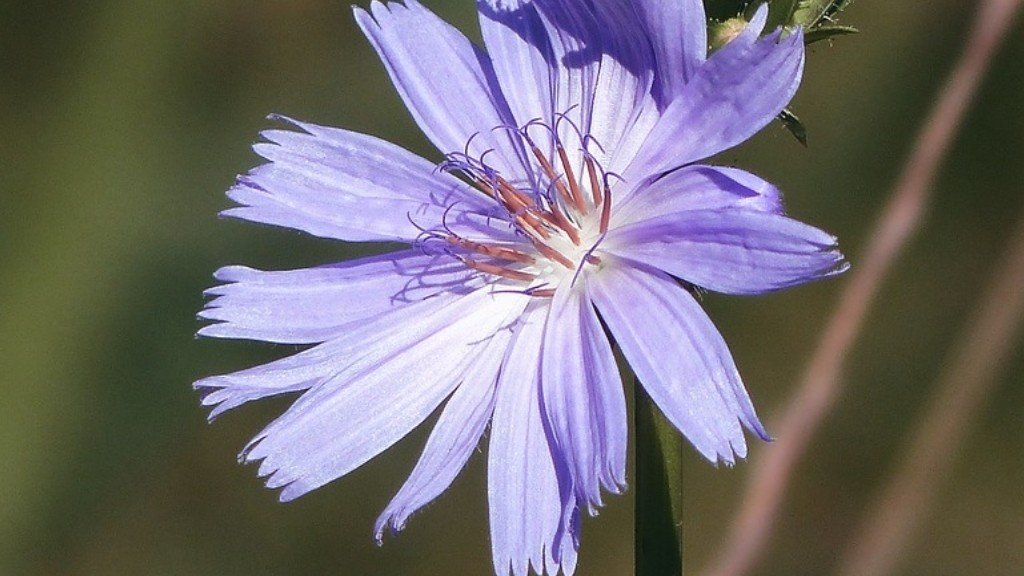 Chicory Prebiotic