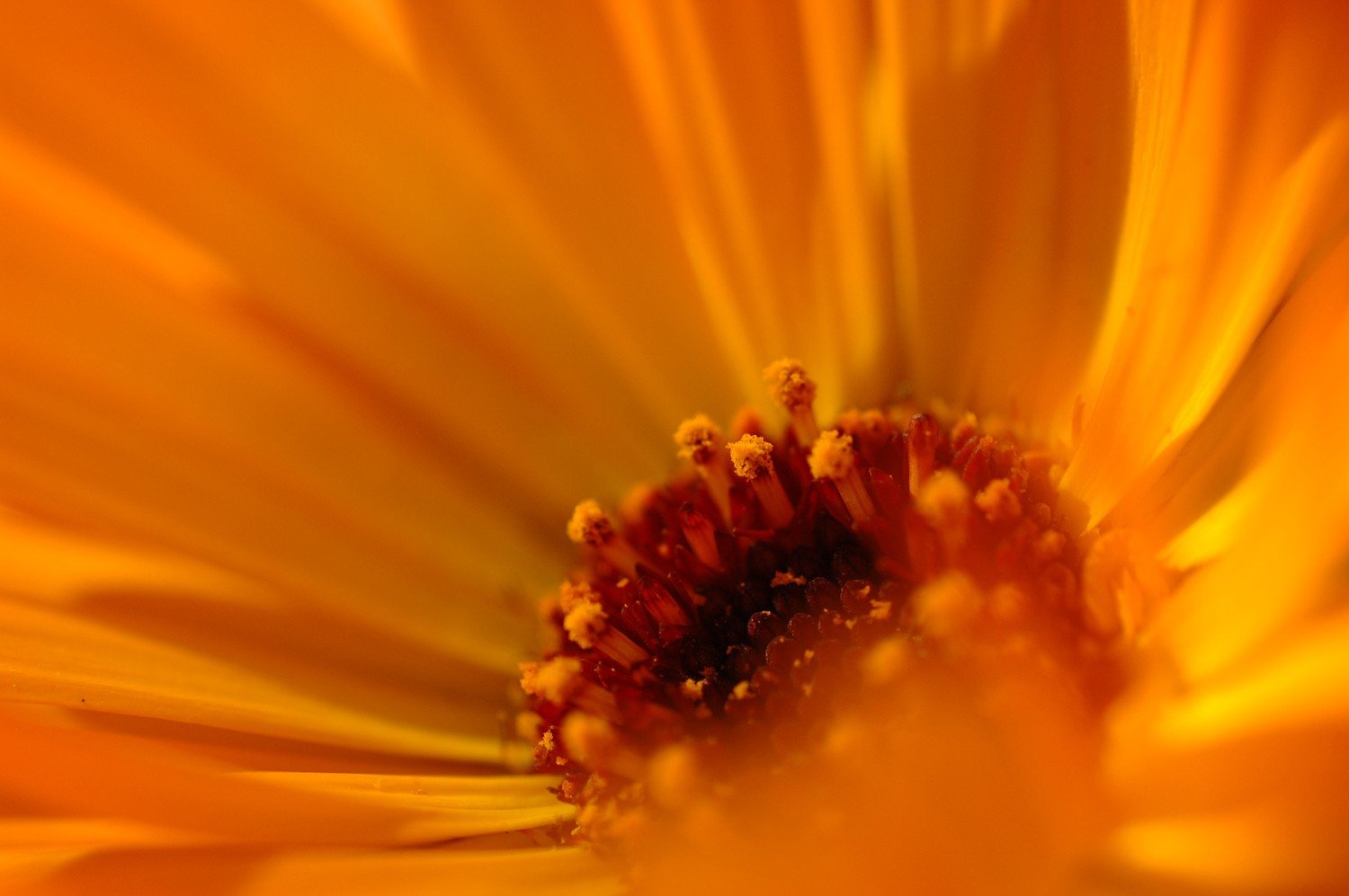 Marigold