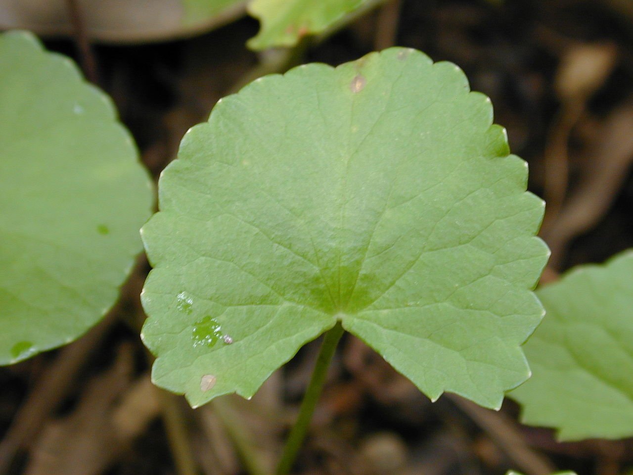 Centella Asiatica extract