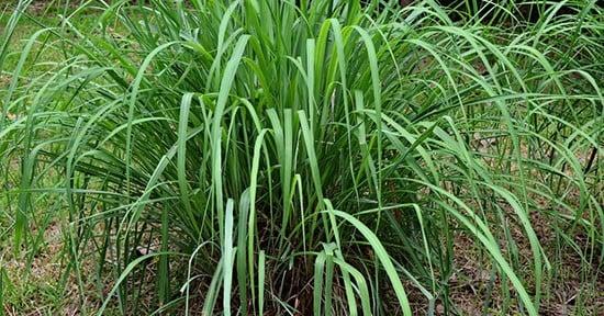 Lemongrass