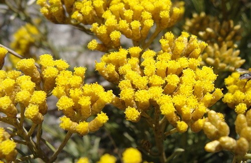 Helichrysum