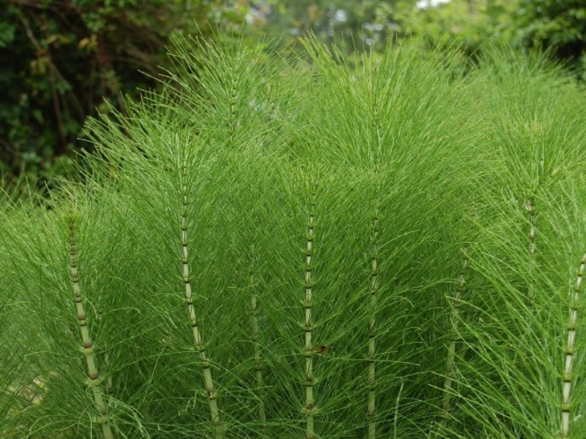 Horsetail