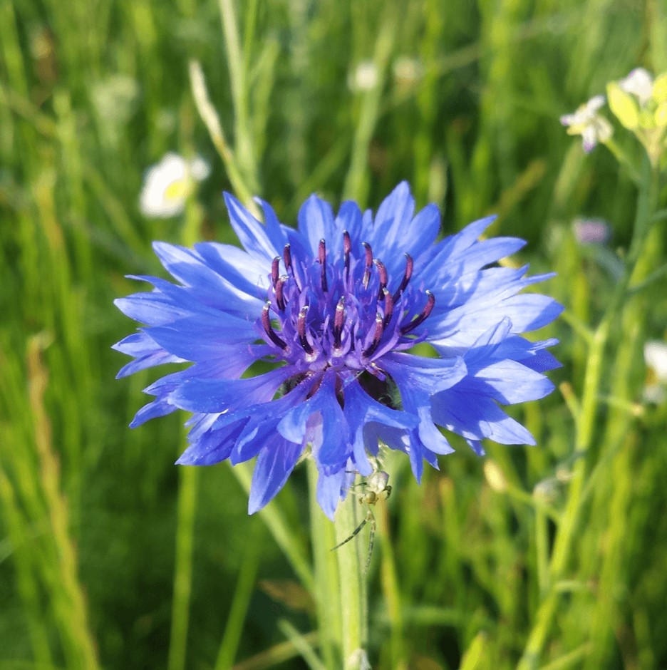 Cornflower