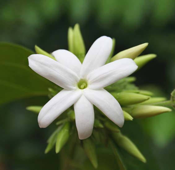 Hawthorn and Jasmine of Arabia phytocomplex