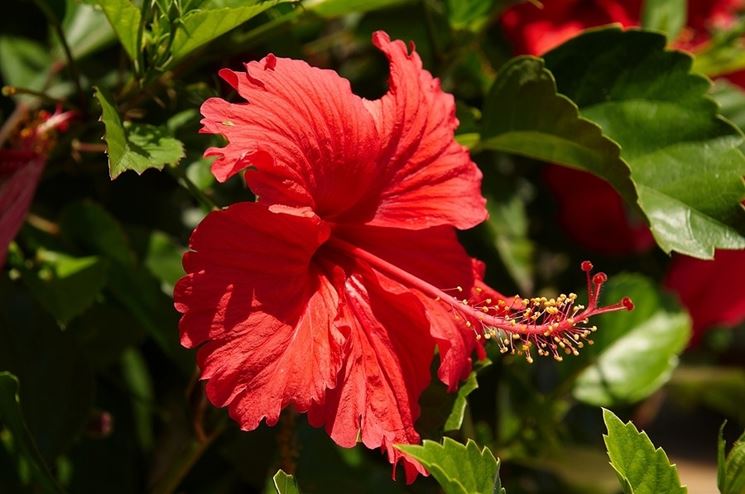 Hibiscus