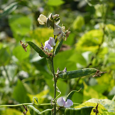 Phytoretinol