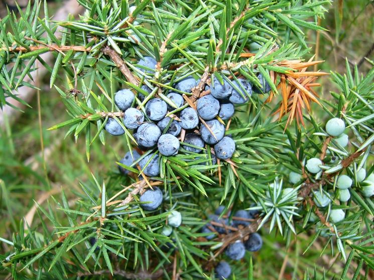 Juniper Essential Oil