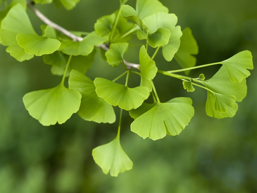 Ginkgo Biloba Extract