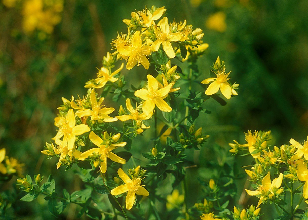 Hypericum extract