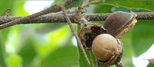 Macadamia Oil