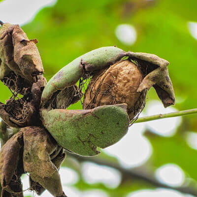 Walnut husk