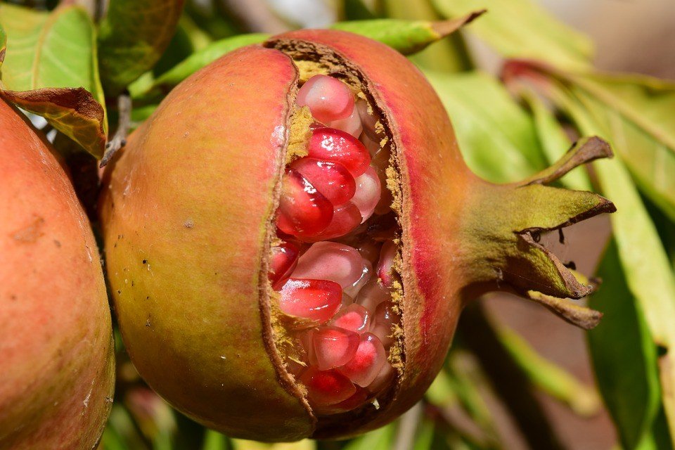 Pomegranate