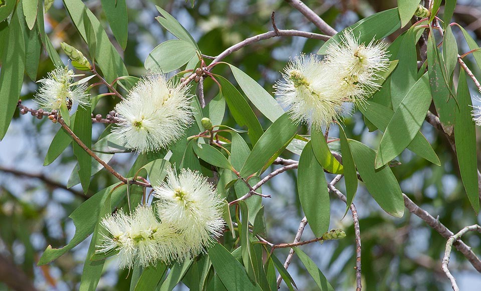 White Tea Tree essential oil