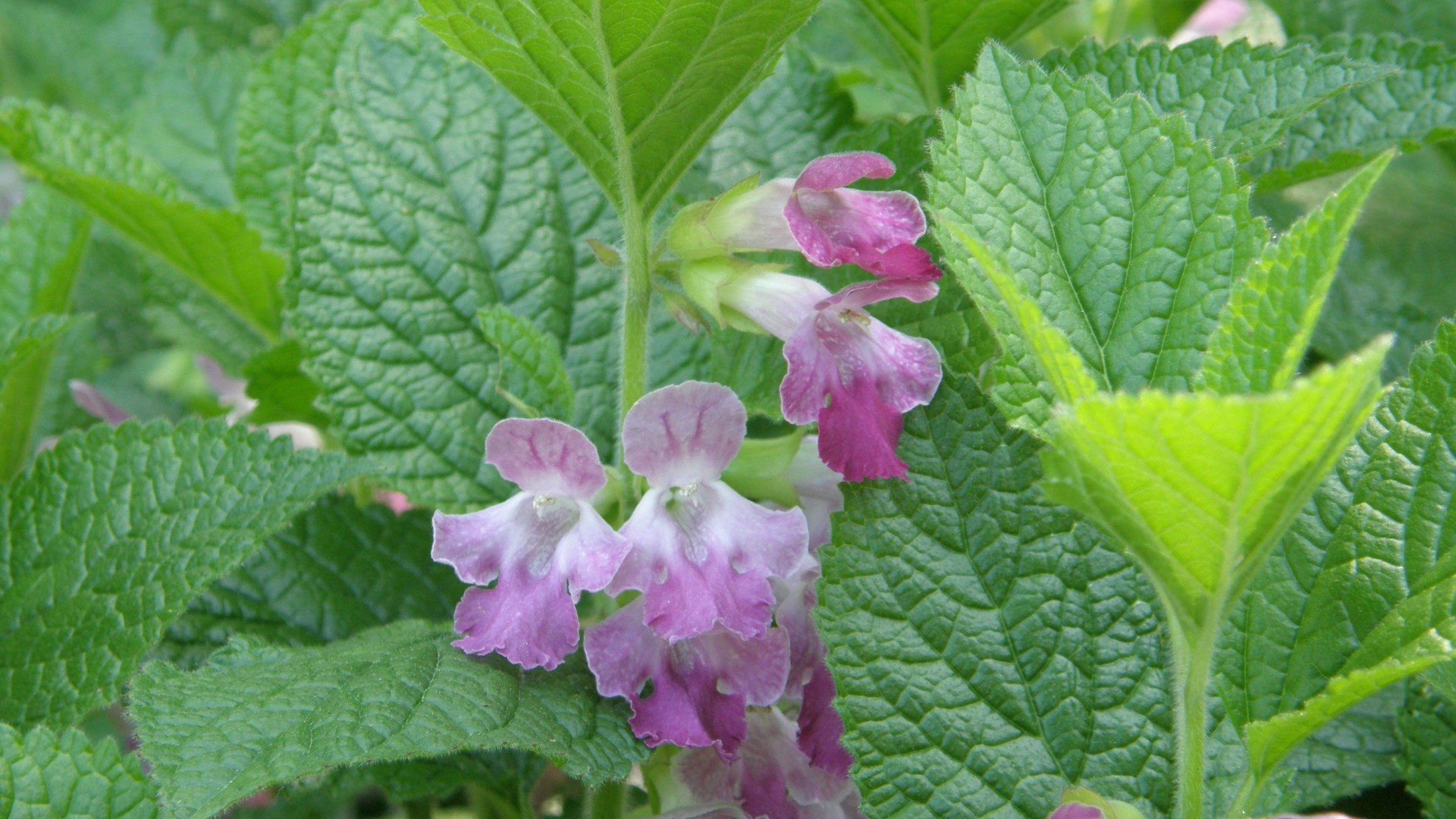 Lemon balm