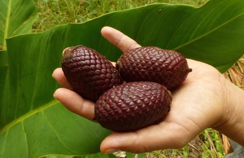 Buriti Oil