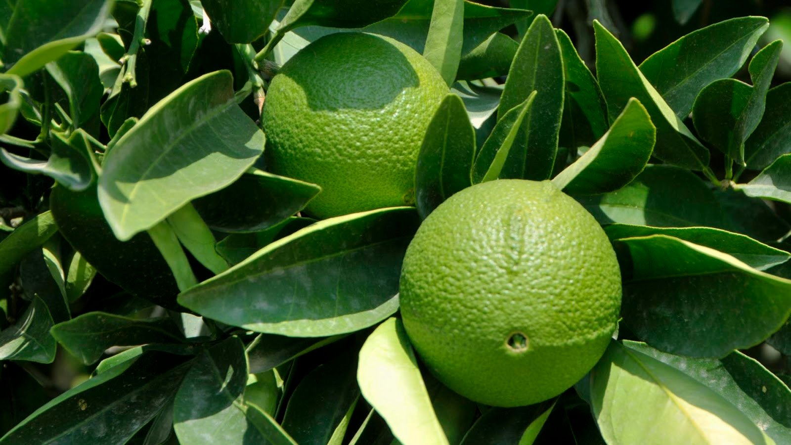 Bergamot