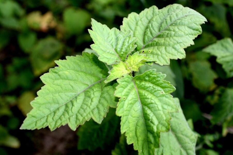 Patchouli essential oil