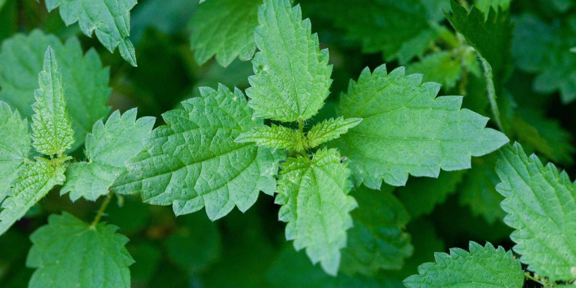 Nettle