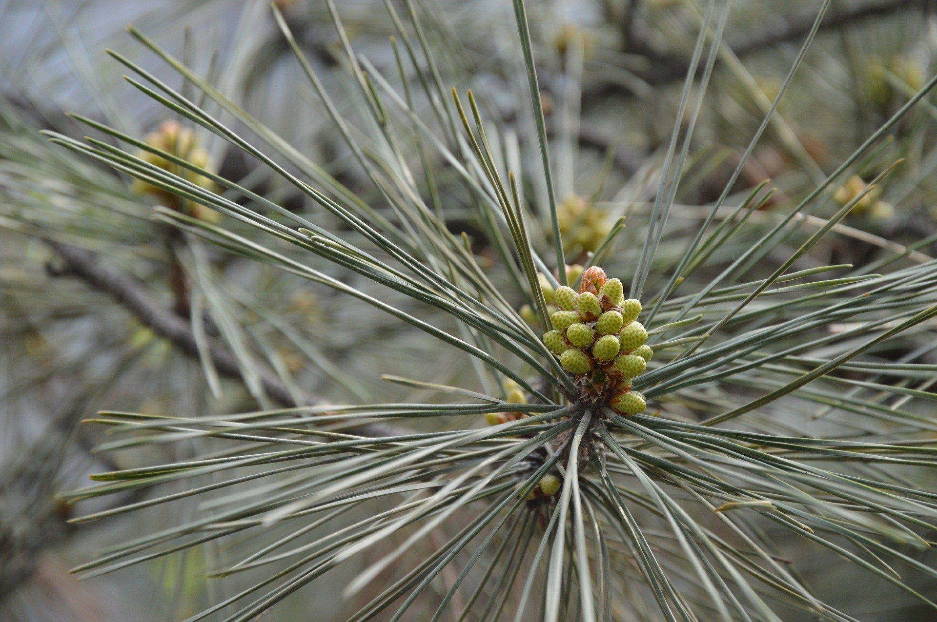 Scots Pine