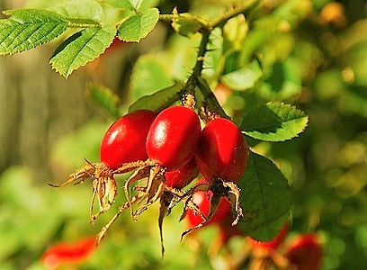 Rosehip Oil