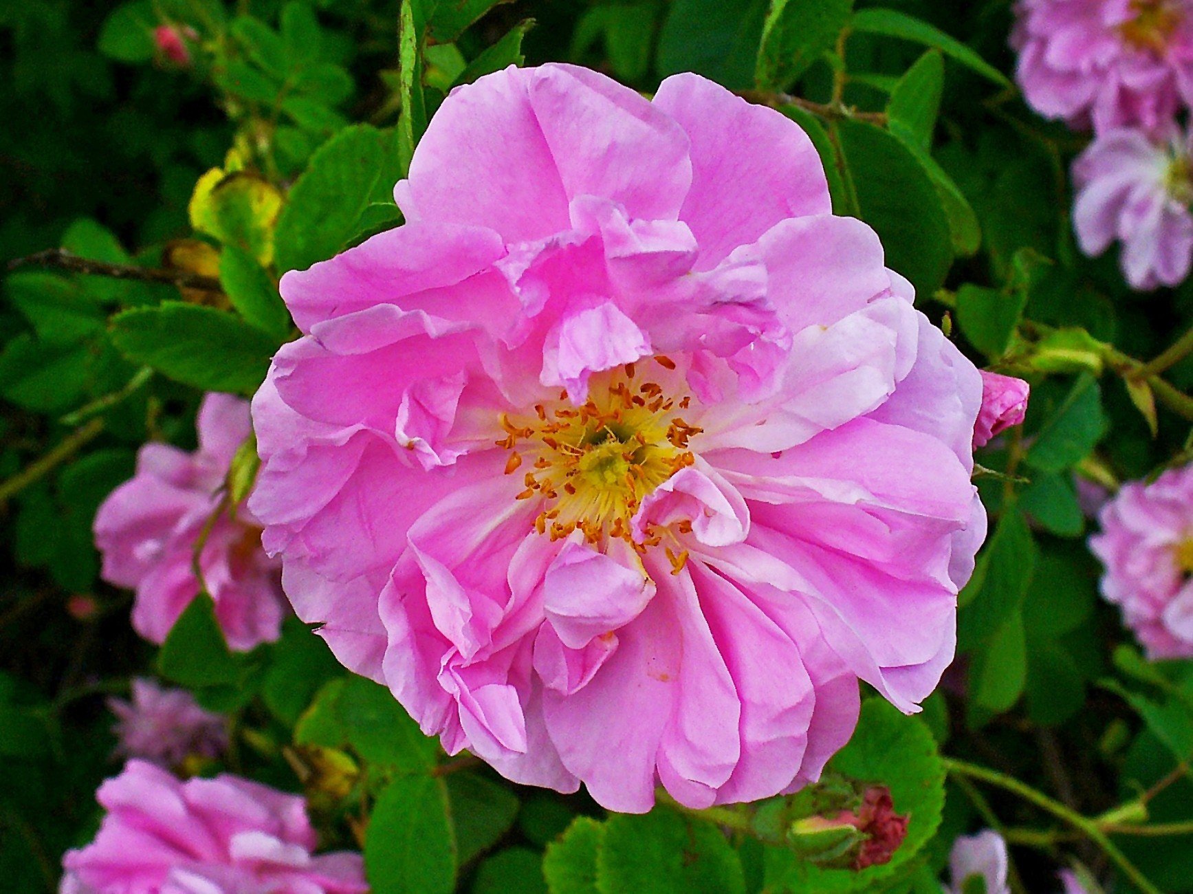 Damask Rose