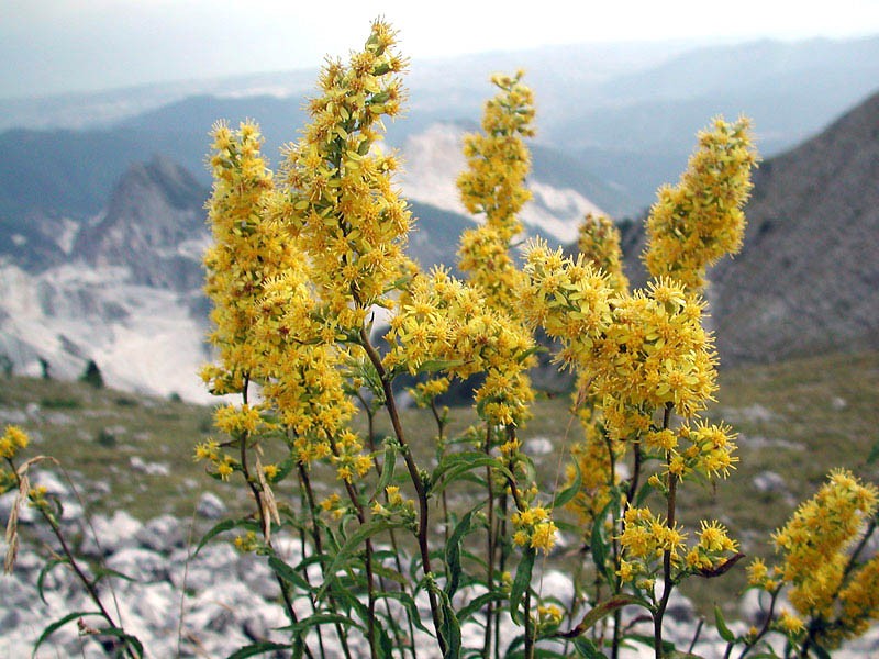 Solidago Extract