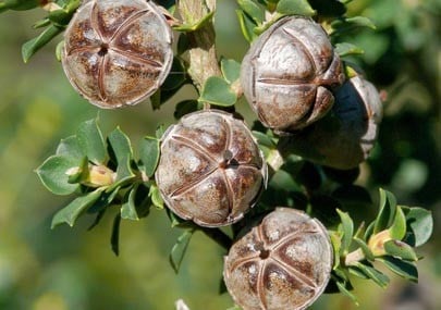 Tea Tree essential oil