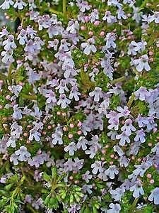 Thyme