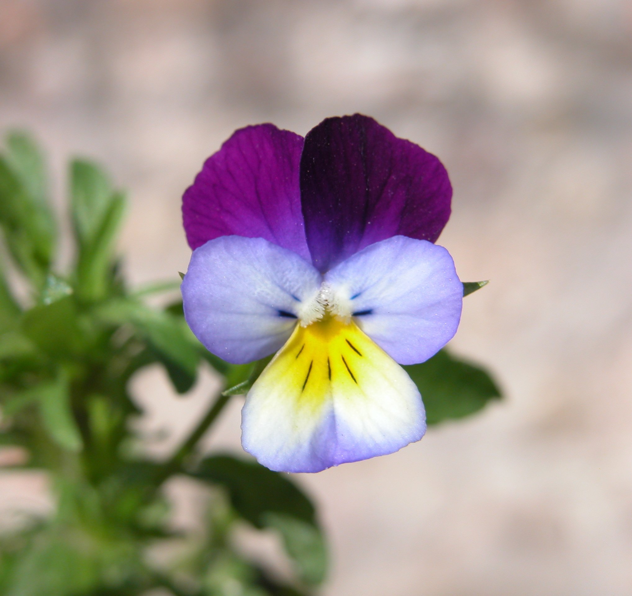 Viola Tricolor